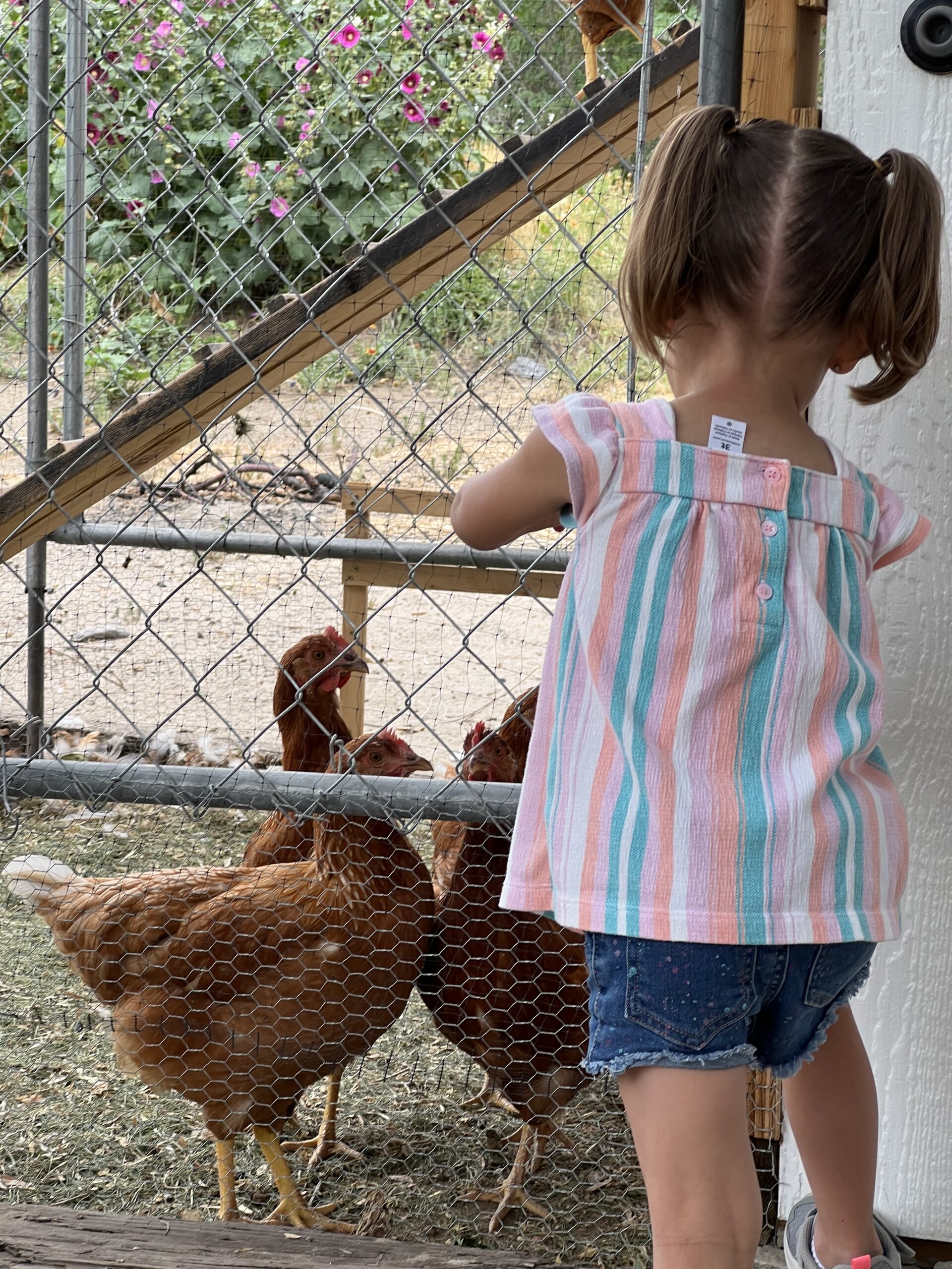 Lessons Our Chickens Have Taught My Children