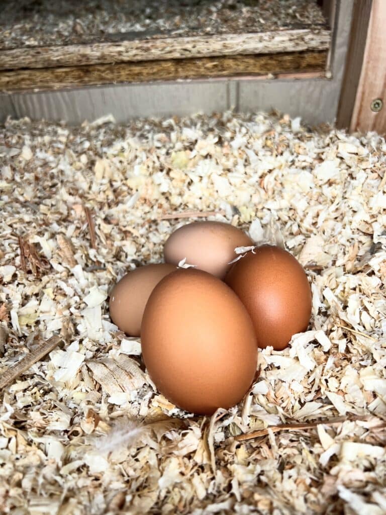 eggs